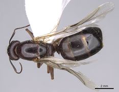 Queen specimen photo of Camponotus aethiops, dorsal, 1 of 3