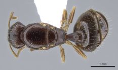 Queen specimen photo of Tetramorium semilaeve, dorsal, 1 of 3