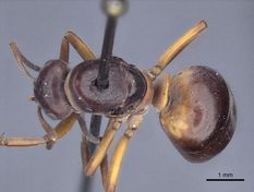 Queen specimen photo of Formica uralensis, dorsal, 1 of 3