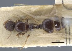 Queen specimen photo of Tetramorium caespitum, dorsal, 1 of 3