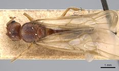 Queen specimen photo of Pheidole morrisii, dorsal, 1 of 3