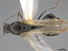 Queen specimen photo of Veromessor pergandei, dorsal, 1 of 3