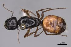Queen specimen photo of Camponotus sansabeanus, dorsal, 1 of 3