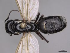 Queen specimen photo of Camponotus laevigatus, dorsal, 1 of 3