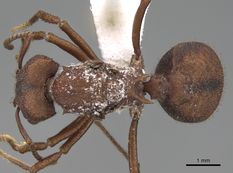 Queen specimen photo of Acromyrmex versicolor, dorsal, 1 of 3