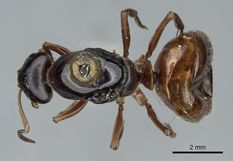 Queen specimen photo of Formica subpolita, dorsal, 1 of 3