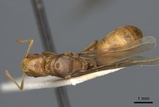 Queen specimen photo of Lasius murphyi, dorsal, 1 of 3