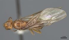 Queen specimen photo of Lasius subumbratus, dorsal, 1 of 3