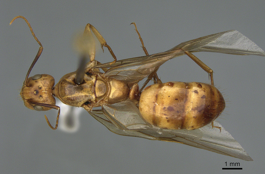 Queen specimen photo of Camponotus fragilis, dorsal, 1 of 3