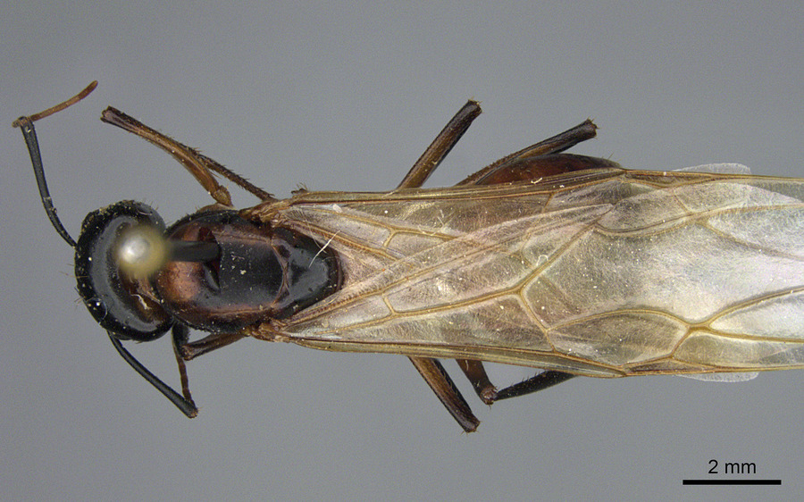 Queen specimen photo of Camponotus ocreatus, dorsal, 1 of 3