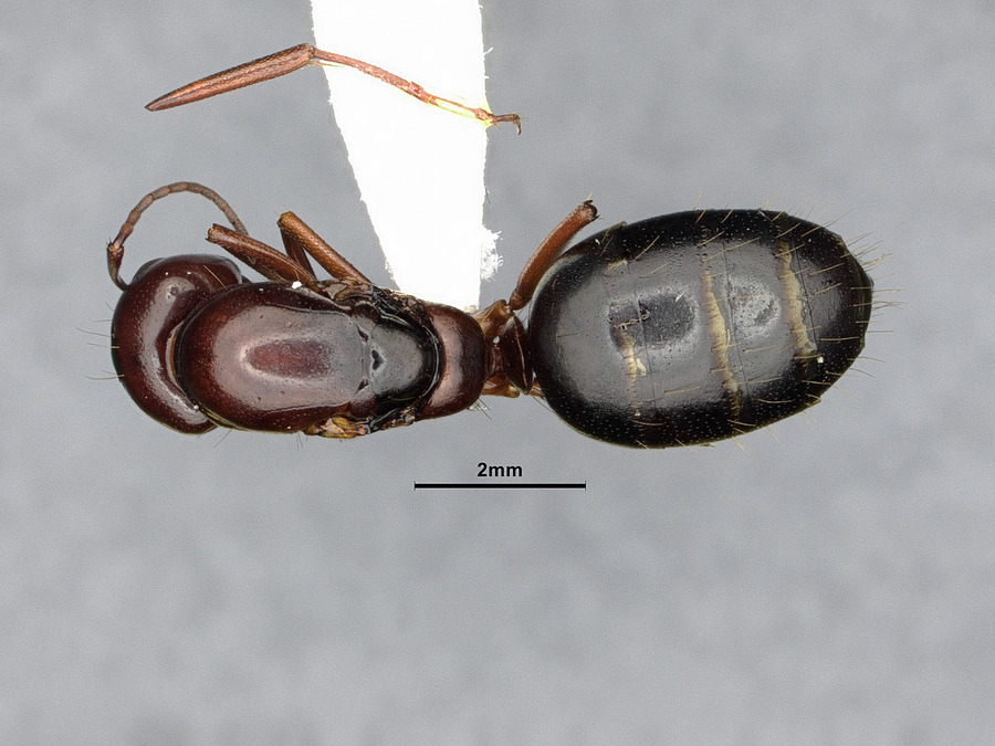 Queen specimen photo of Camponotus hyatti, dorsal, 1 of 3