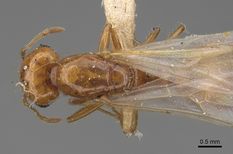 Queen specimen photo of Solenopsis amblychila, dorsal, 1 of 3