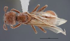 Queen specimen photo of Pogonomyrmex occidentalis, dorsal, 1 of 3