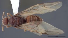 Queen specimen photo of Myrmecocystus creightoni, dorsal, 1 of 3