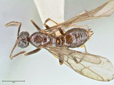 Queen specimen photo of Prenolepis nitens, dorsal, 1 of 3