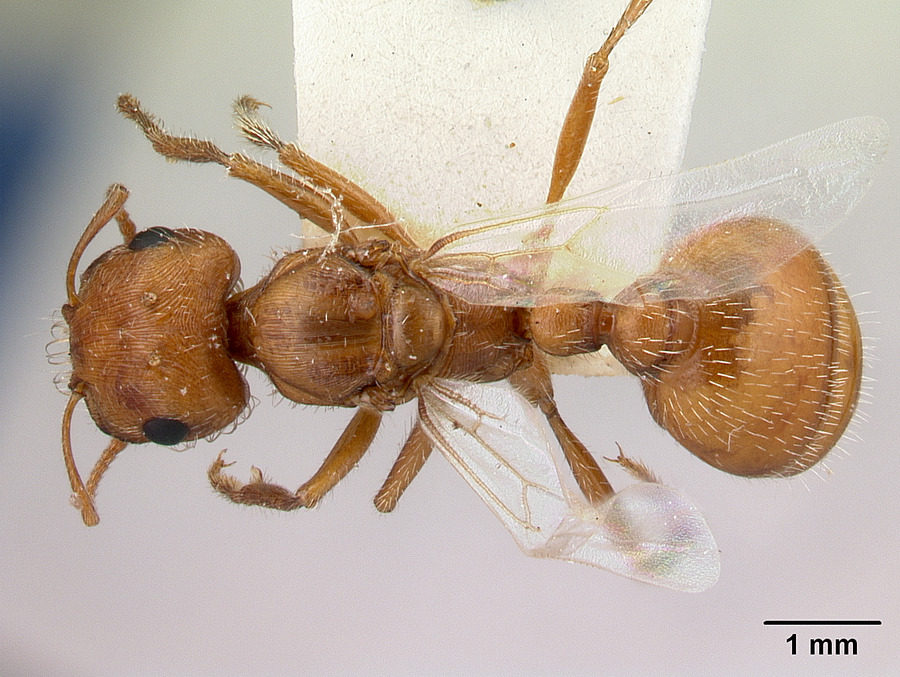 Queen specimen photo of Pogonomyrmex magnacanthus, dorsal, 1 of 3