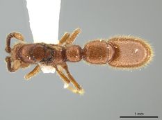 Queen specimen photo of Syscia augustae, dorsal, 1 of 3